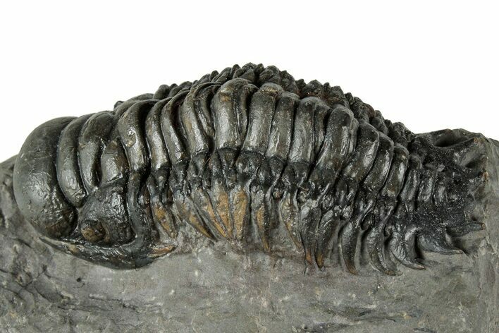 Detailed Crotalocephalina Trilobite - Atchana, Morocco #345023
